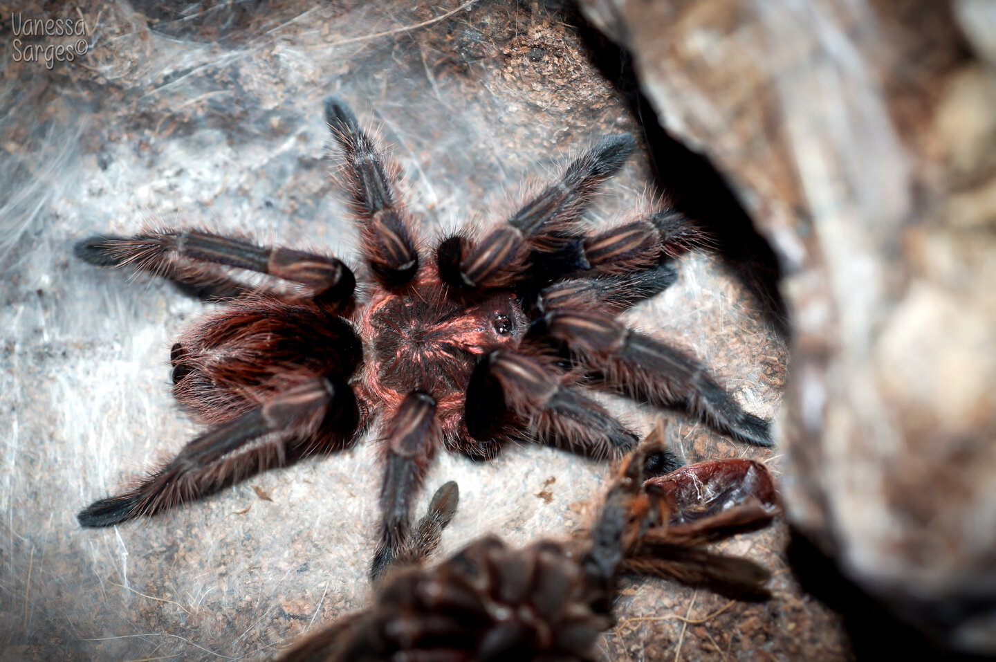 Bonnetina sp. Chamela Adult Female - ~3.5"