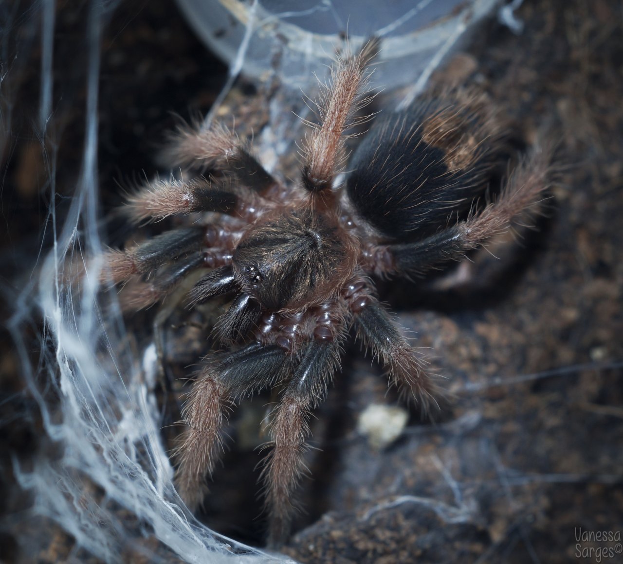 Bonnetina sp. Chamela