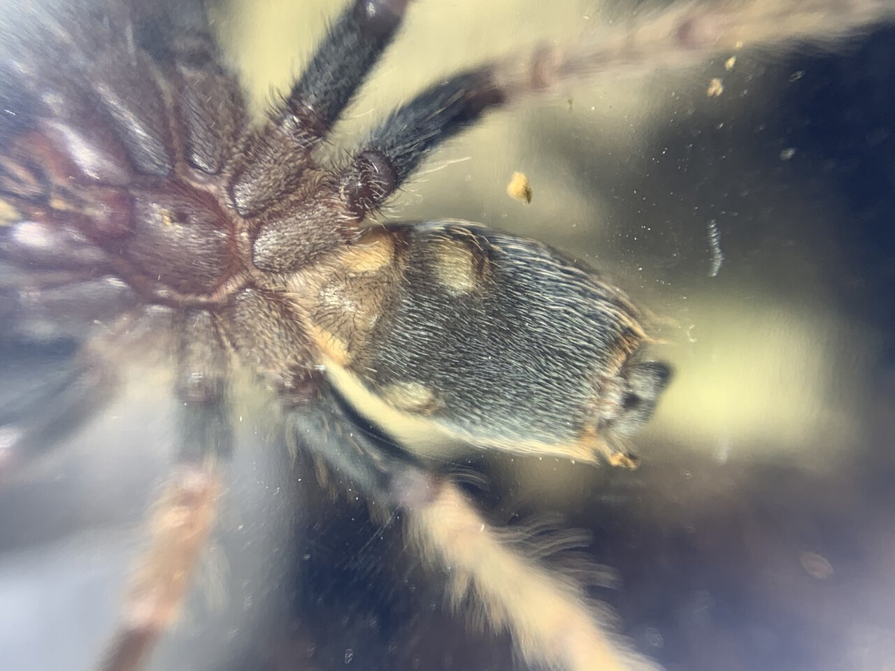 bonnetina vittata sex?