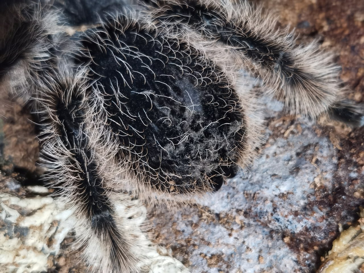 Booty hairs shedding