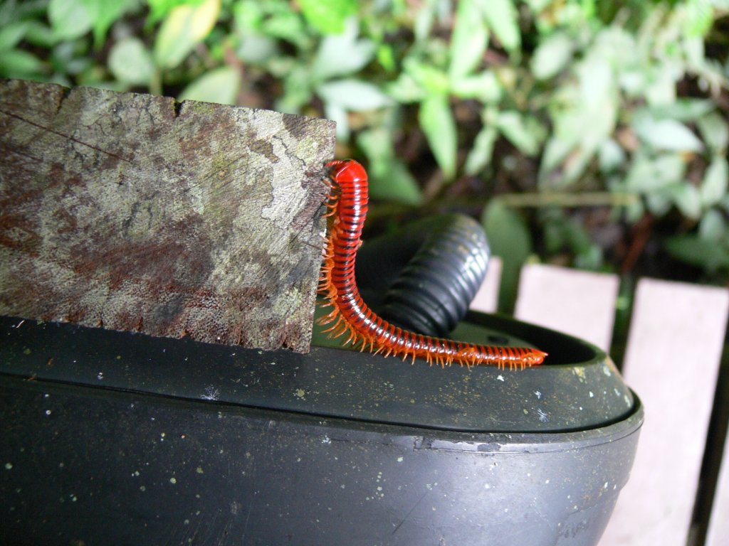 Borneo Millipede