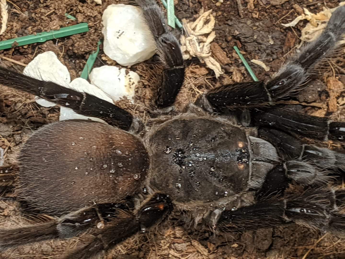 Bought as Theraphosa blondi [1/4]