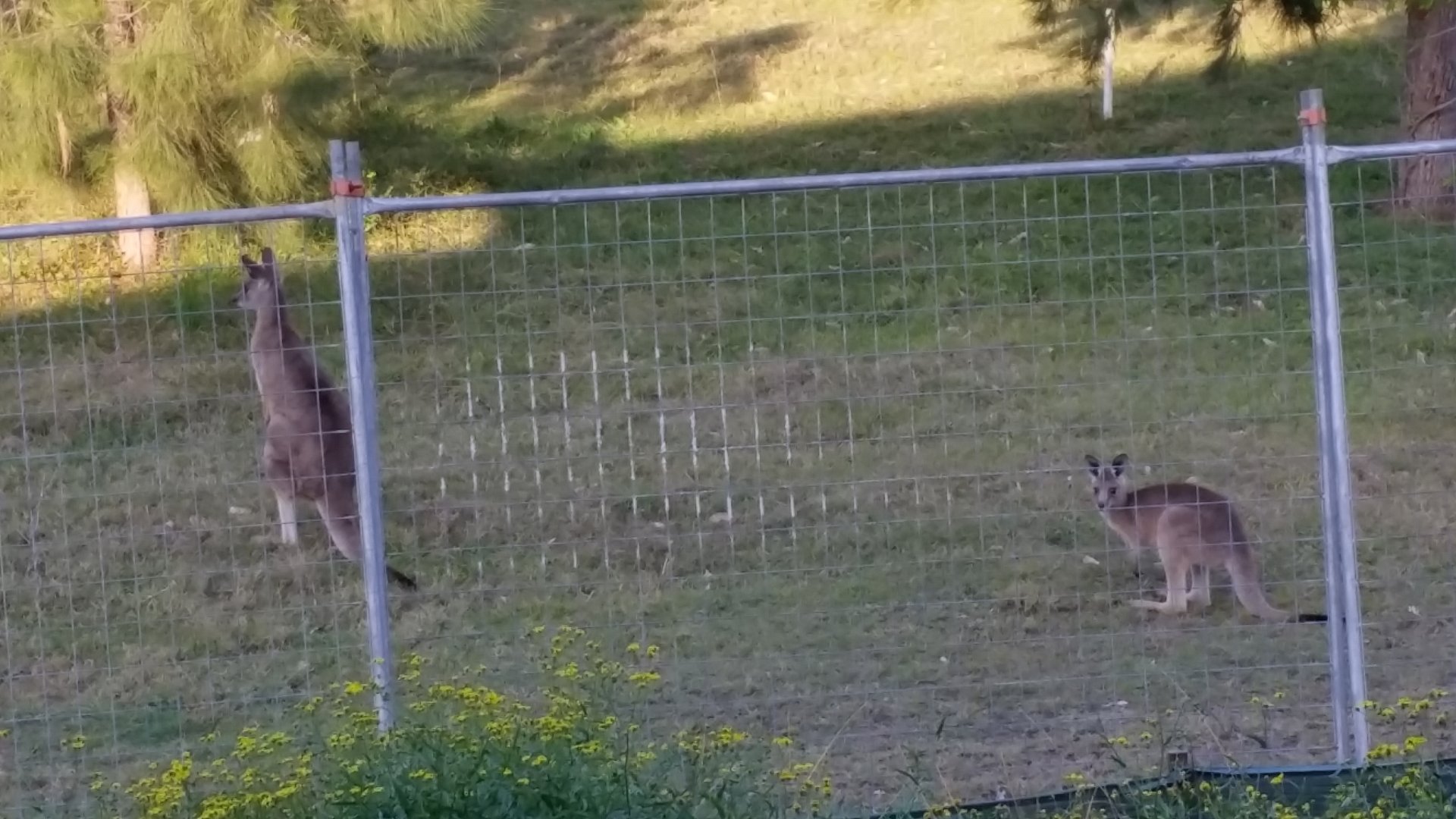 Bouncing lawn mowers