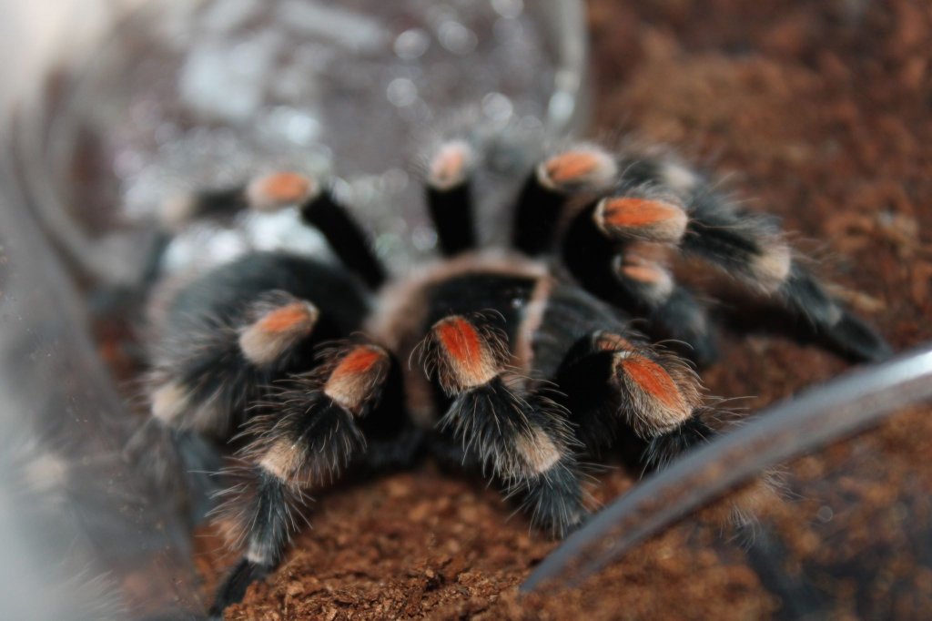 BR. Hamorri Male