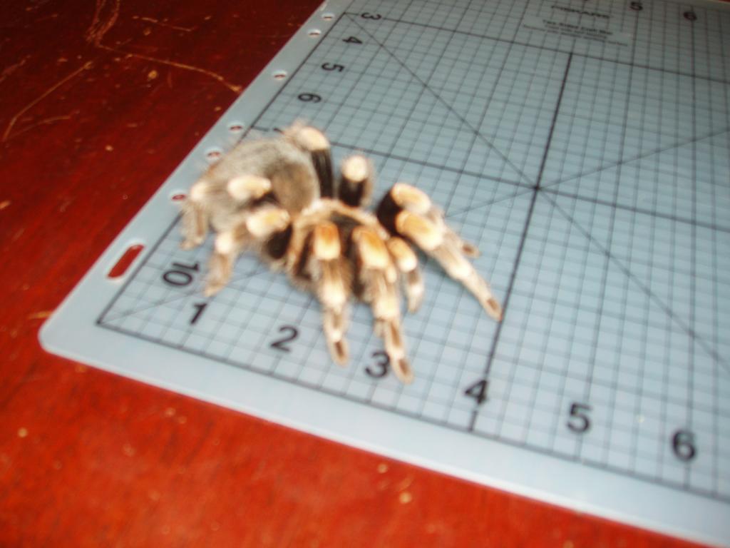 Brachipelma Smithi