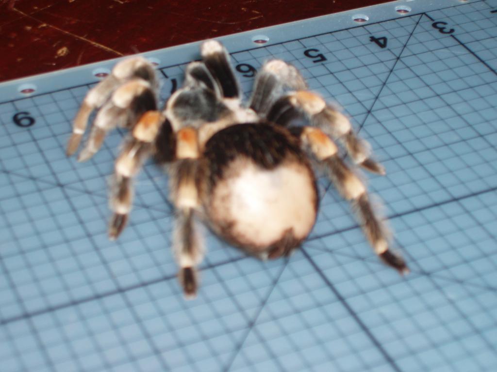 Brachipelma Smithi