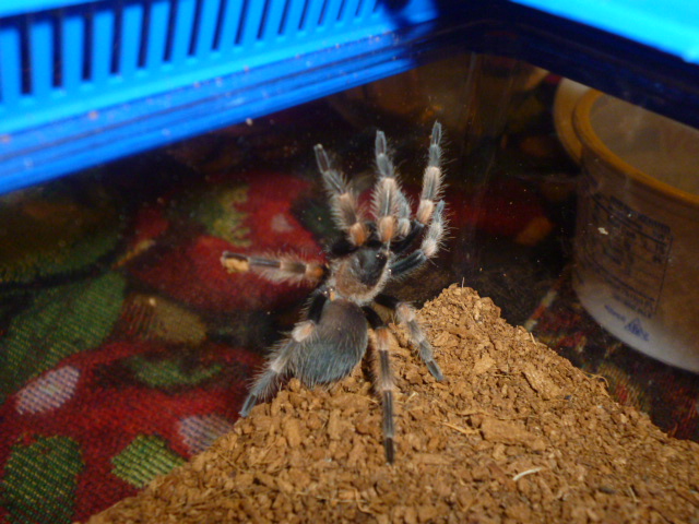 Brachpelma smithi