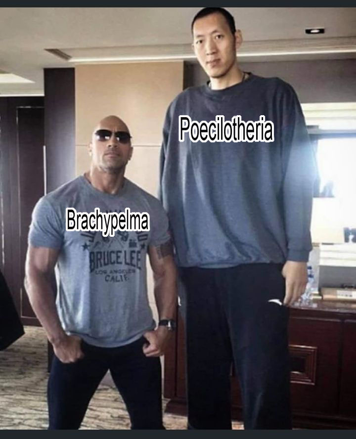 Brachy Vs Poeci.jpg