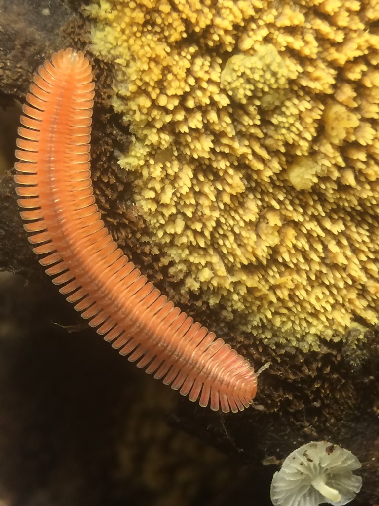 Brachycybe lecontii