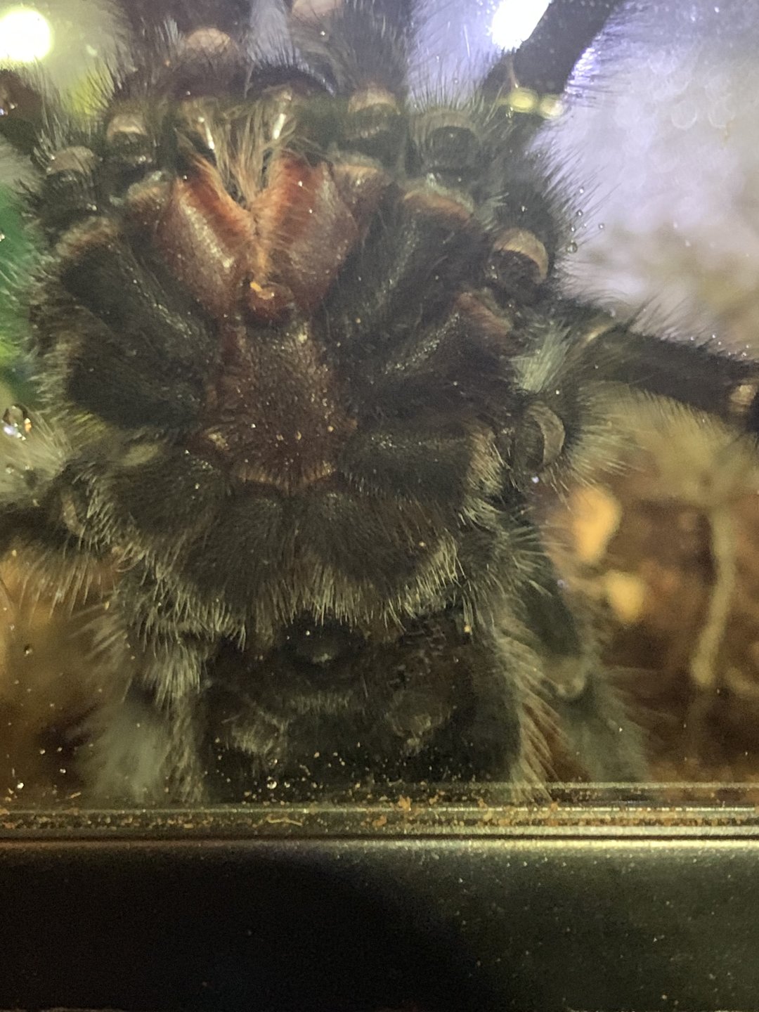 Brachypelma Albiceps #2