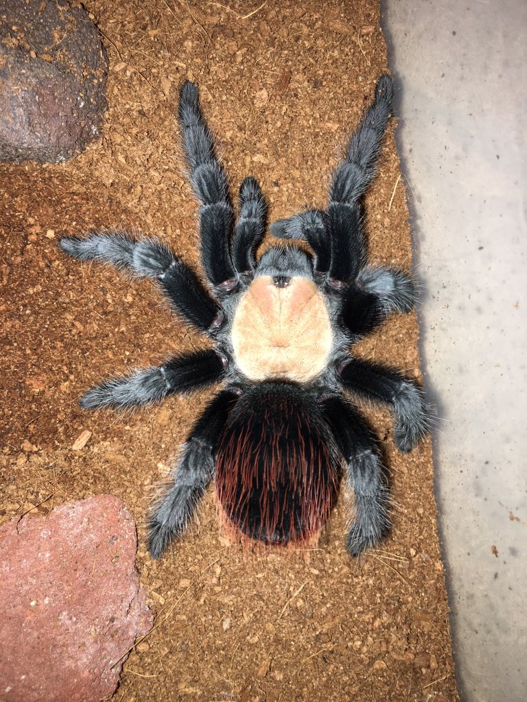 Brachypelma albiceps; DLS 3.5"; Molt date 8-4-18; Photo'd 8-6-18