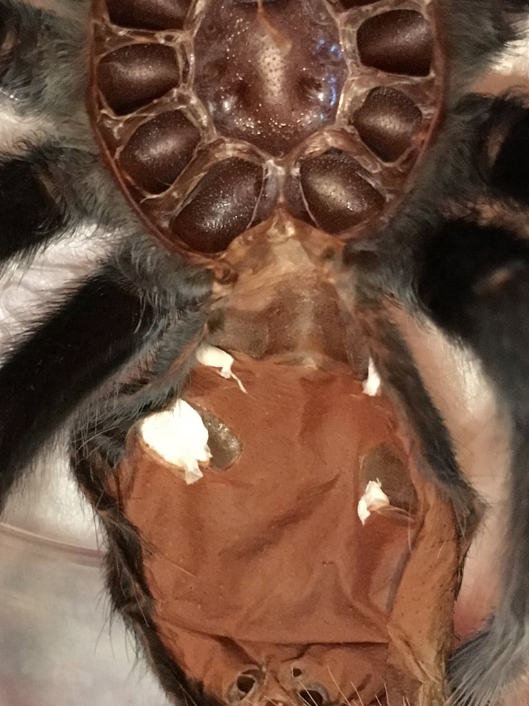 Brachypelma albiceps; DLS 3.5": Molt date 8-4-18