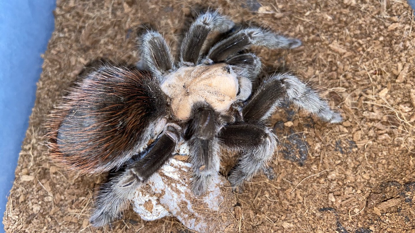 Brachypelma albiceps holding her sac.