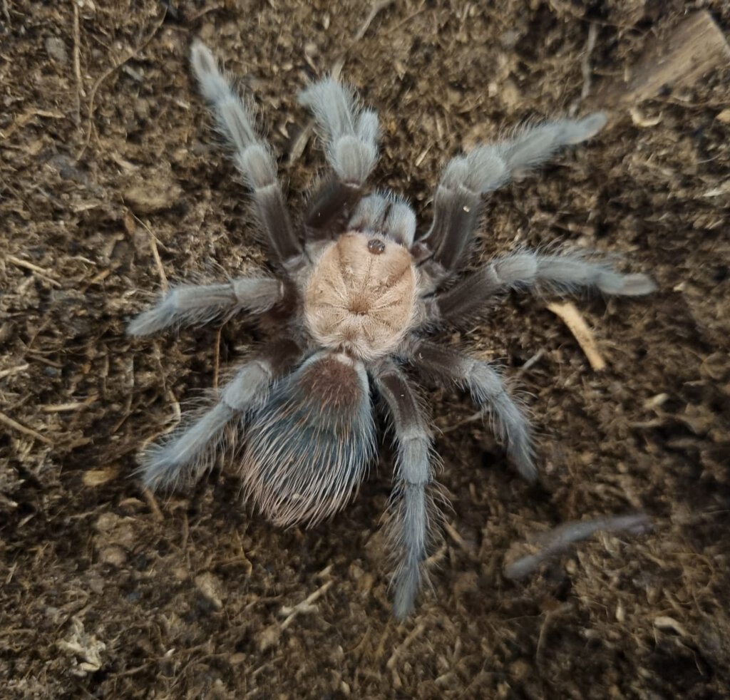 Brachypelma albiceps juvenile female