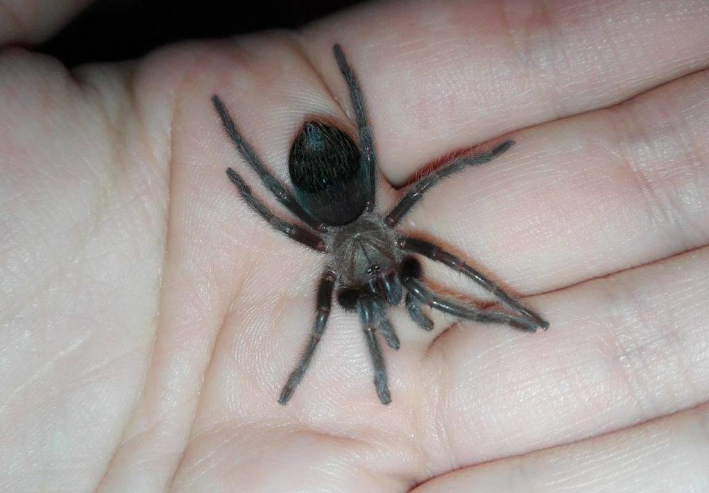 Brachypelma albiceps -> juvenile