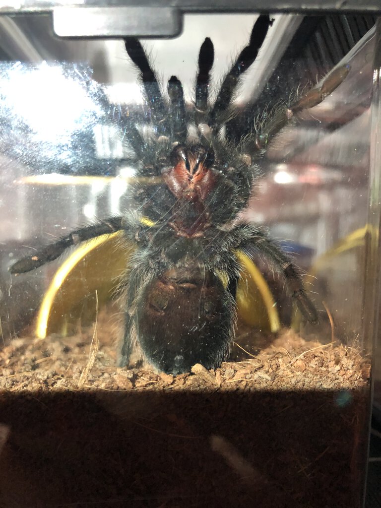 Brachypelma albiceps juvenile