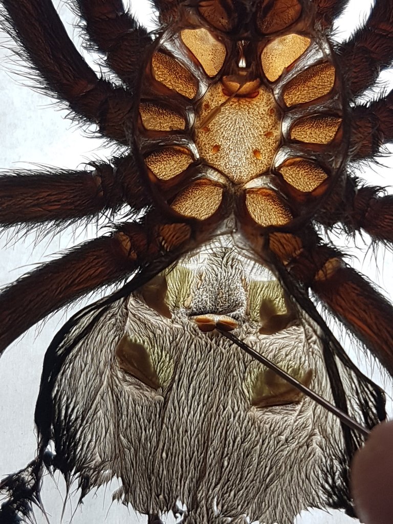 Brachypelma albiceps [molt sexing]