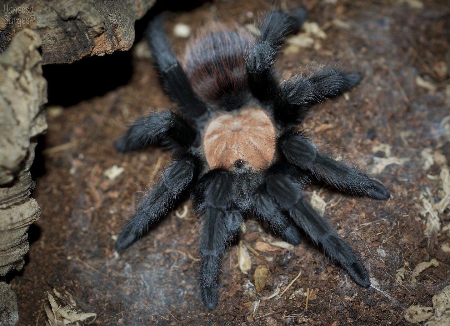 Brachypelma Albiceps Sub-Adult Female - 4.5" | Arachnoboards