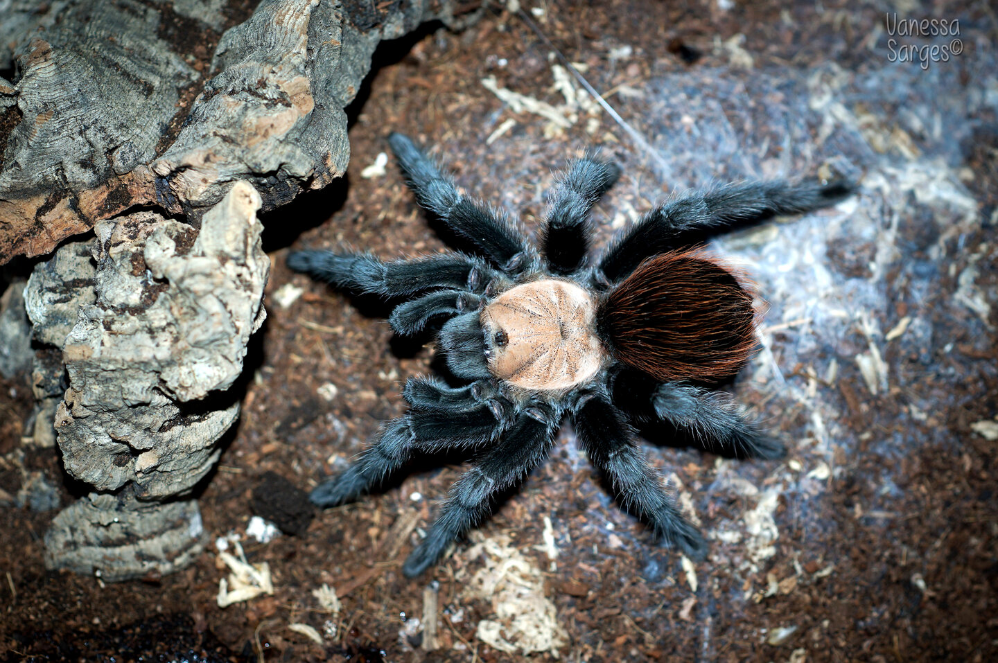 Brachypelma albiceps Sub-Adult Female