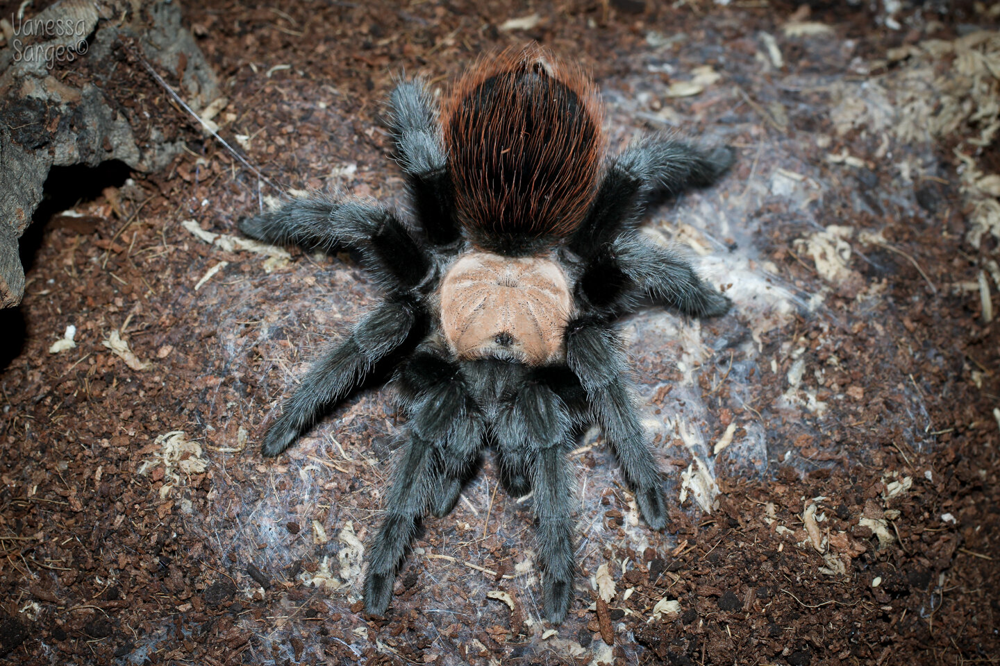 Brachypelma albiceps Sub-Adult Female