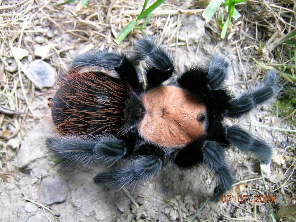 Brachypelma albiceps