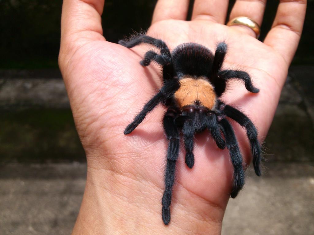 Brachypelma albiceps