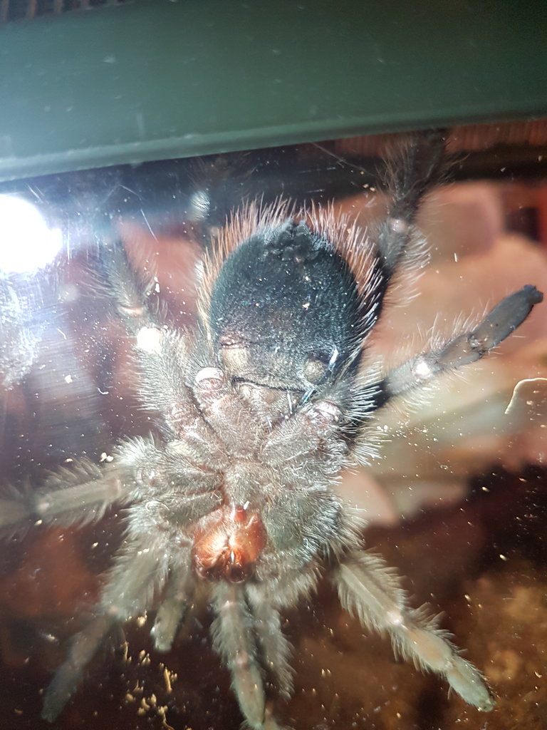 Brachypelma albiceps