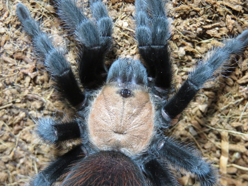 Brachypelma albiceps