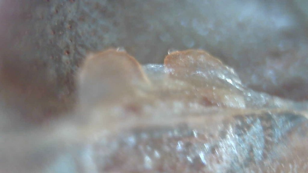 Brachypelma albiceps