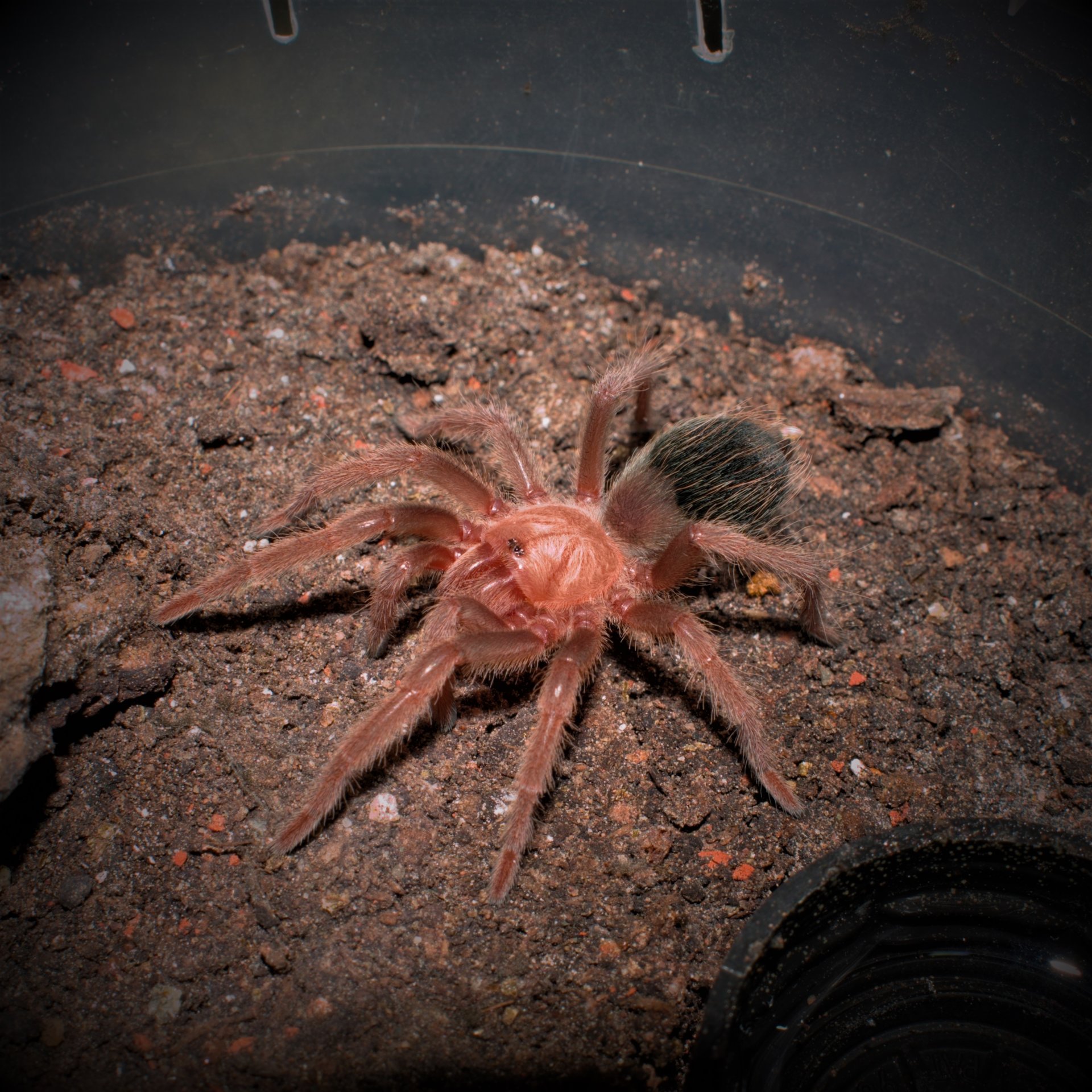 Brachypelma albiceps