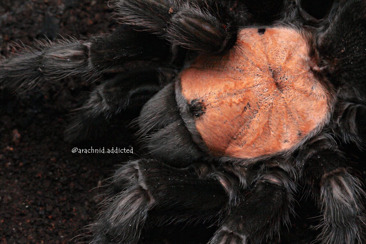 Brachypelma albiceps.