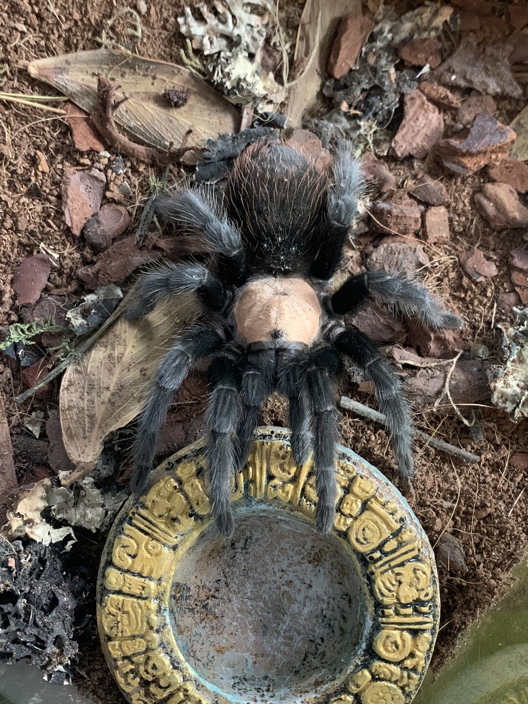 Brachypelma albiceps