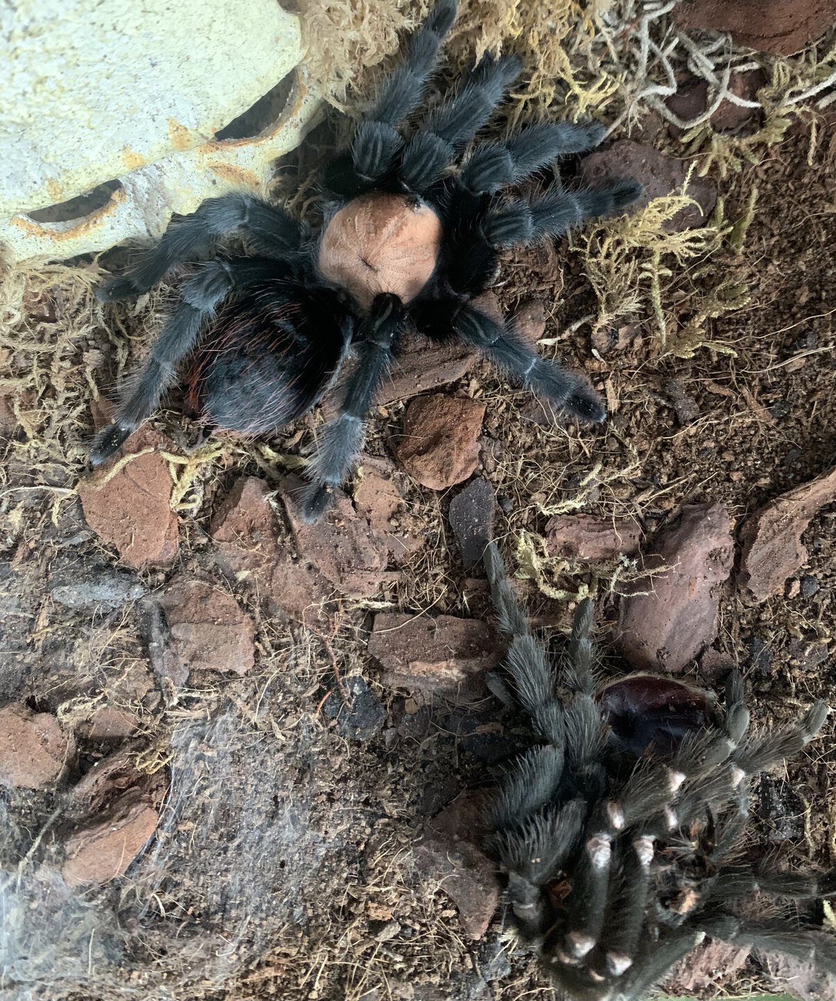 Brachypelma albiceps