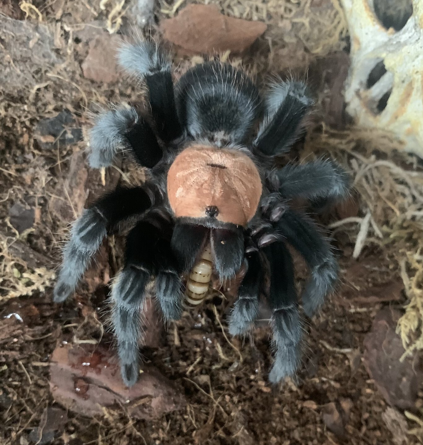 Brachypelma albiceps