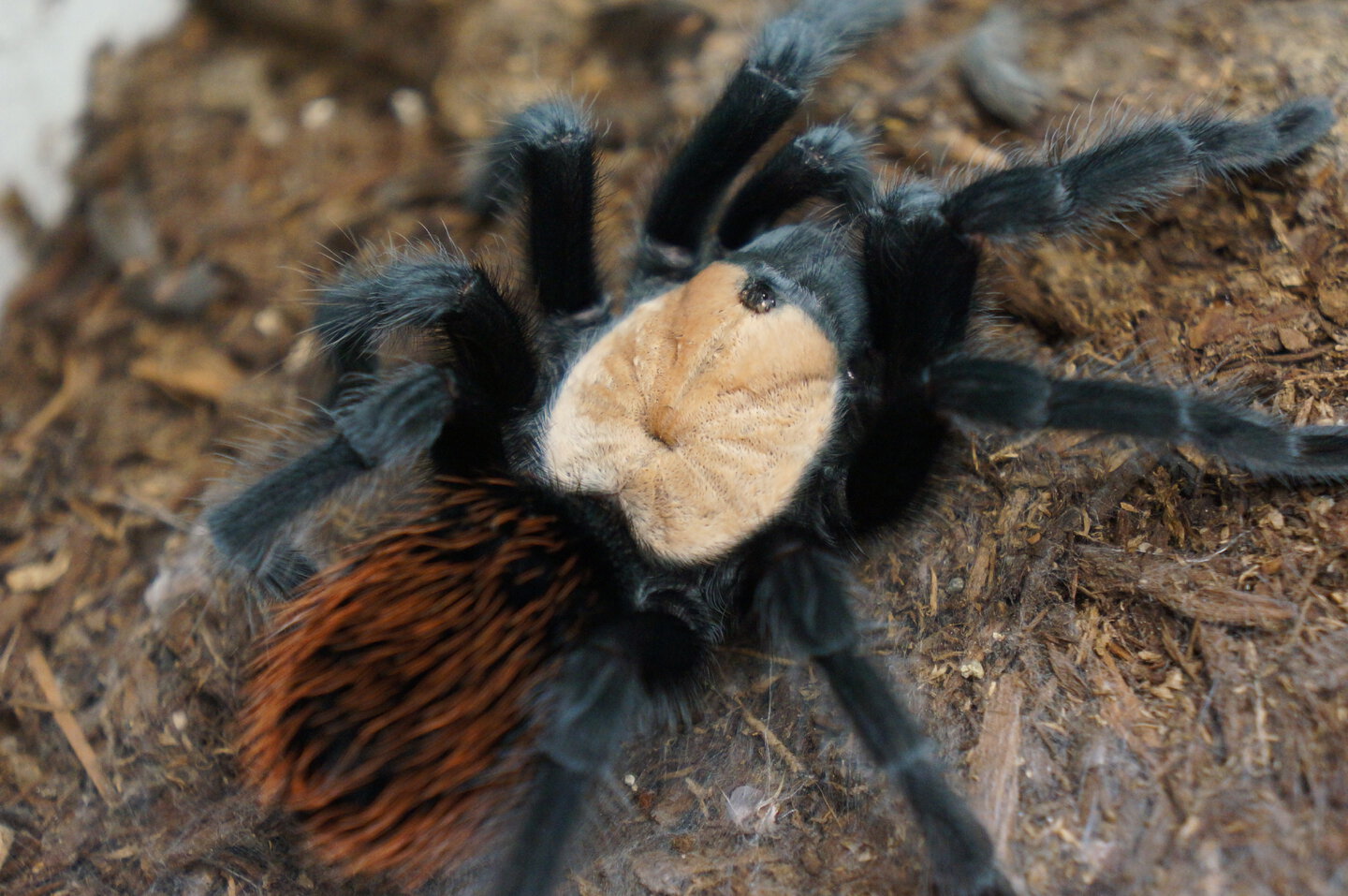 Brachypelma albiceps