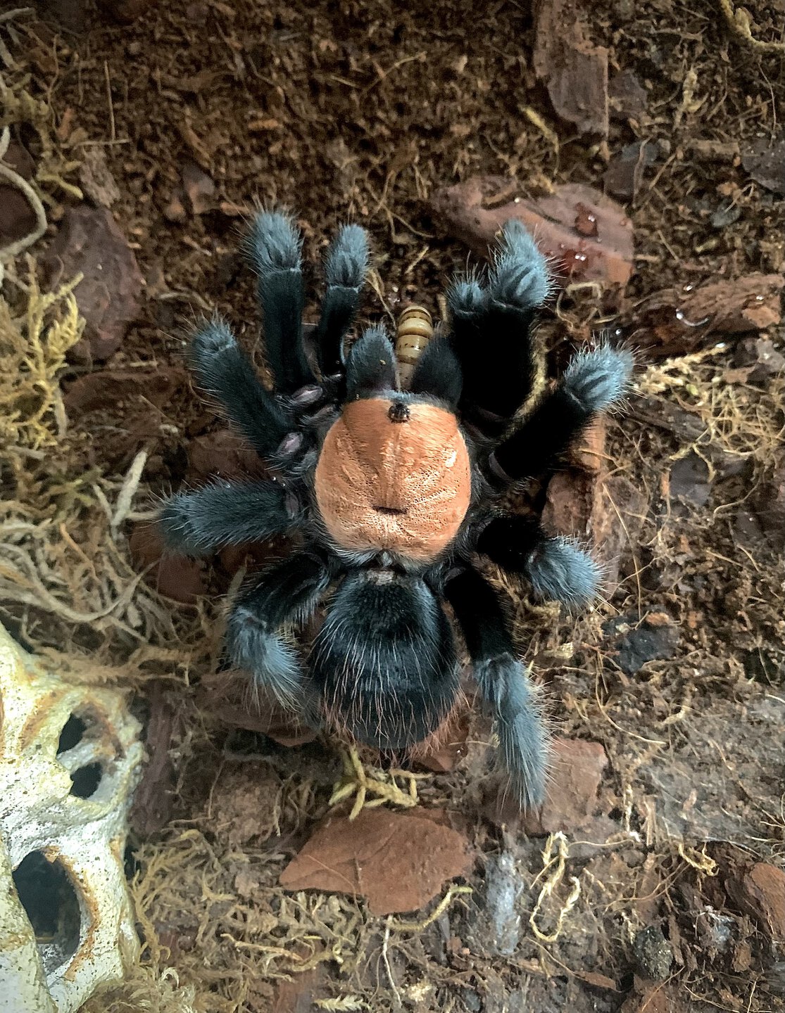 Brachypelma albiceps