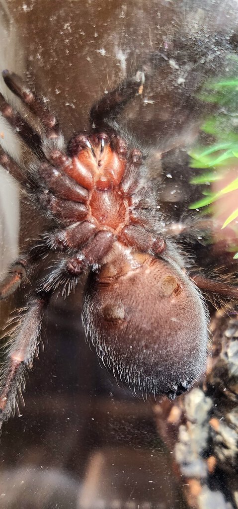 Brachypelma Albiceps