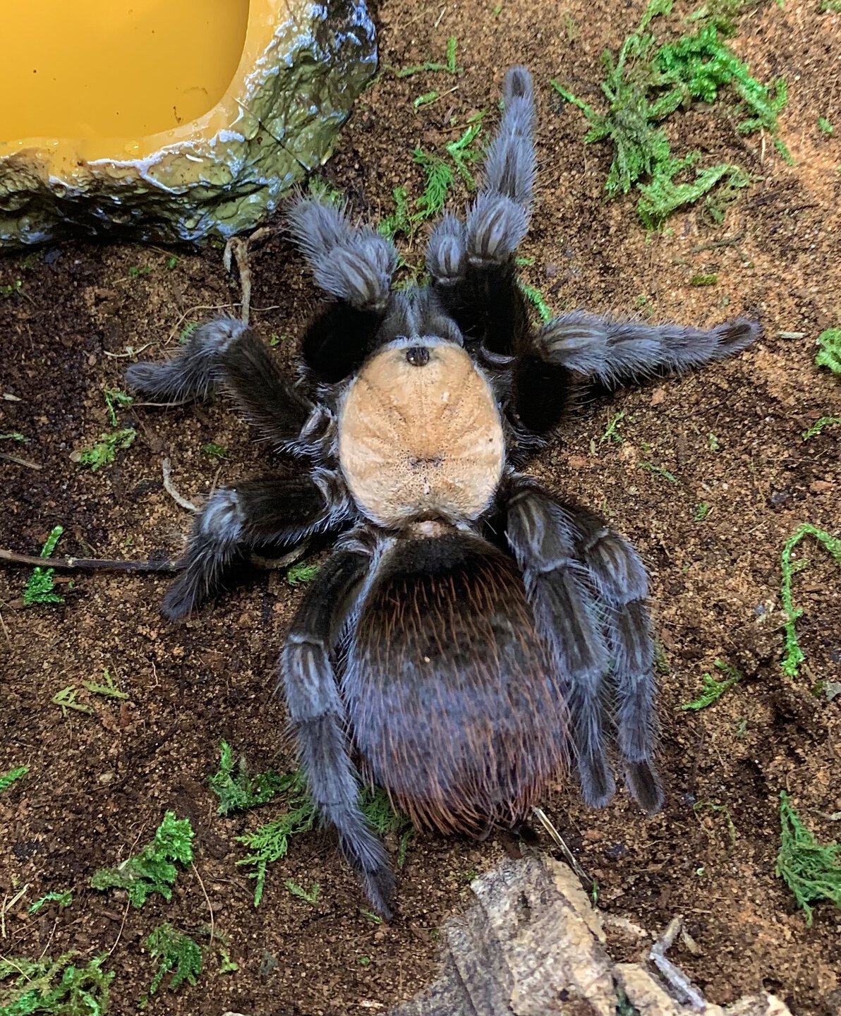 Brachypelma albiceps