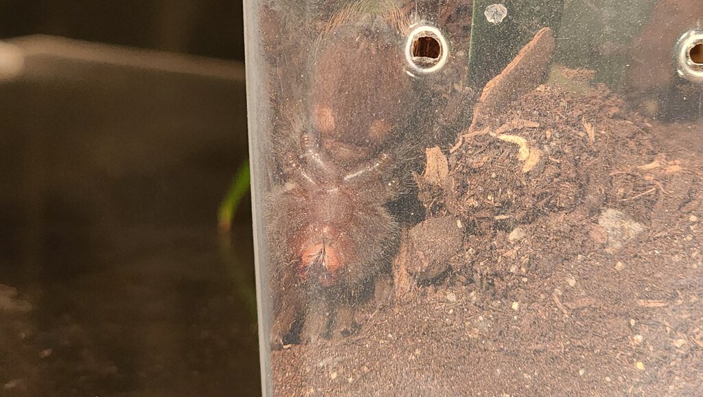 Brachypelma Albiceps