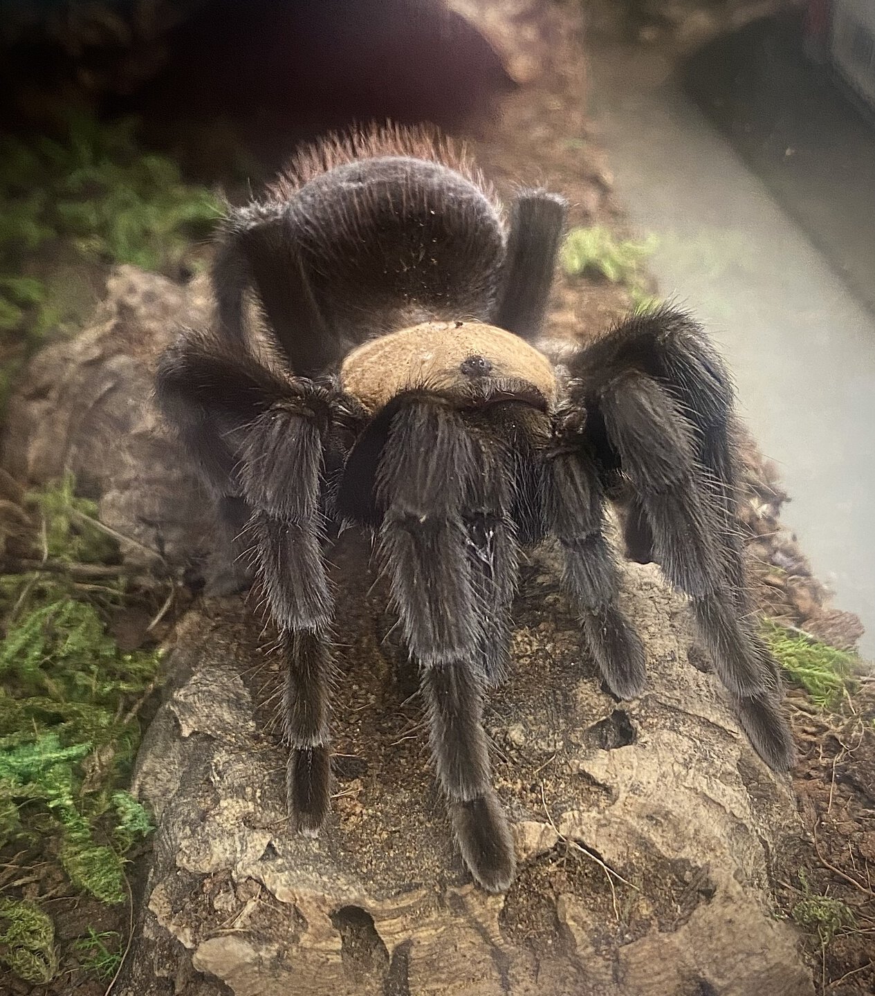 Brachypelma albiceps