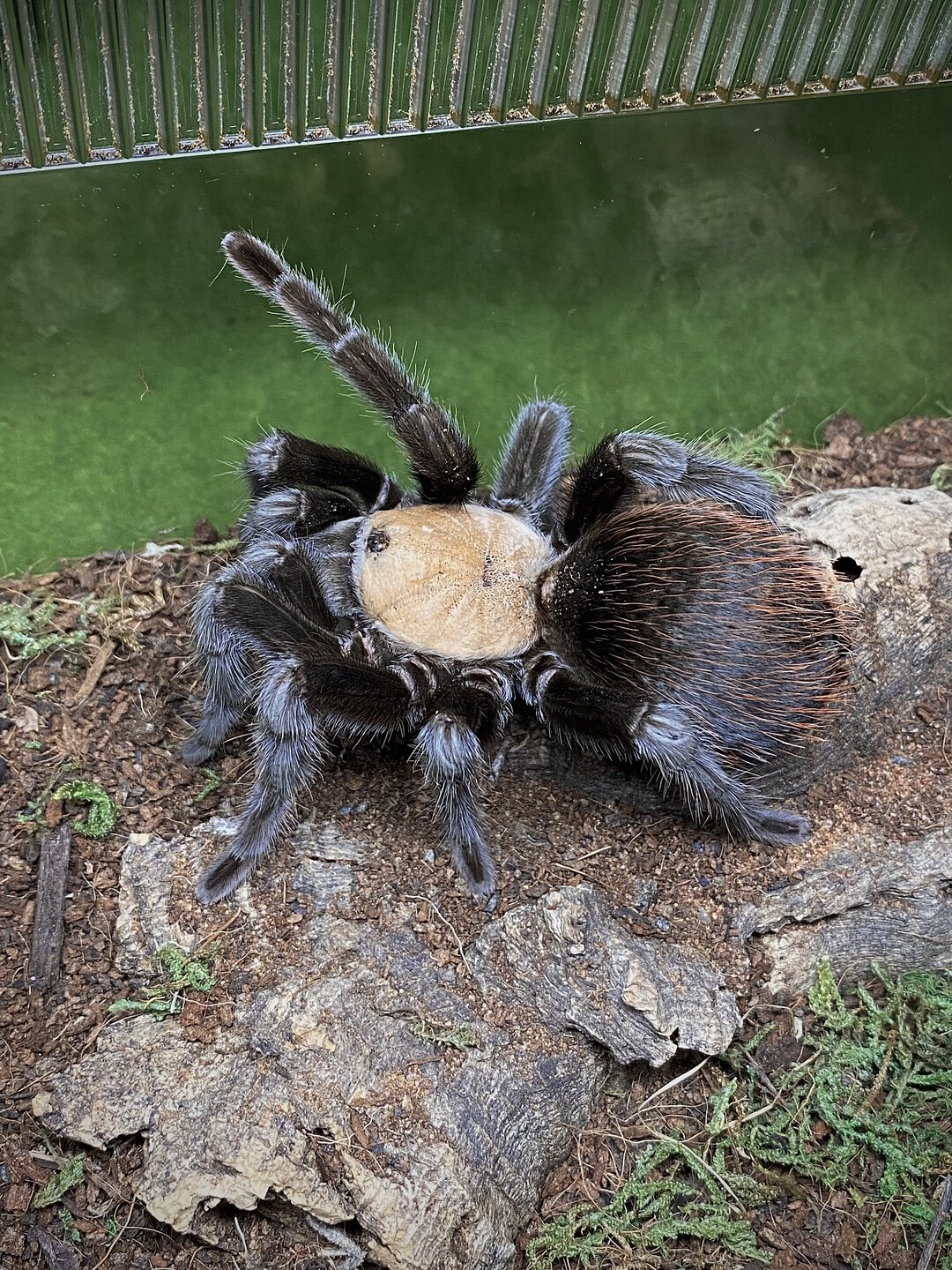 Brachypelma albiceps