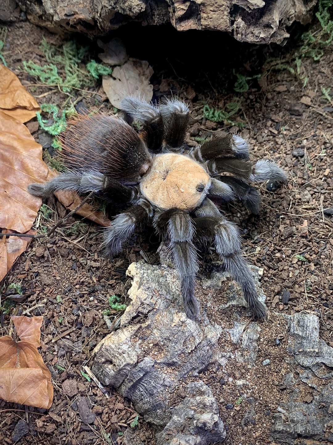 Brachypelma albiceps