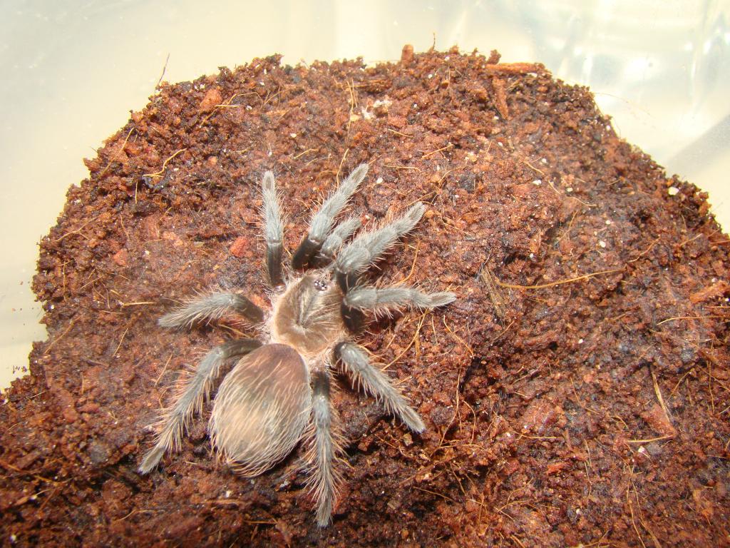 Brachypelma albioceps