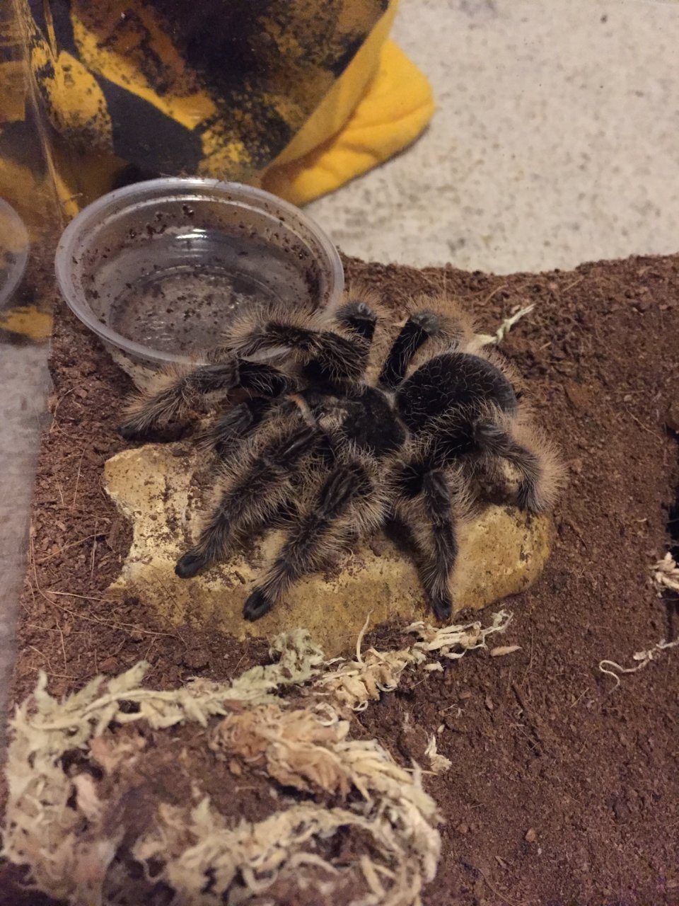 Brachypelma Albo "Hybrid" ID