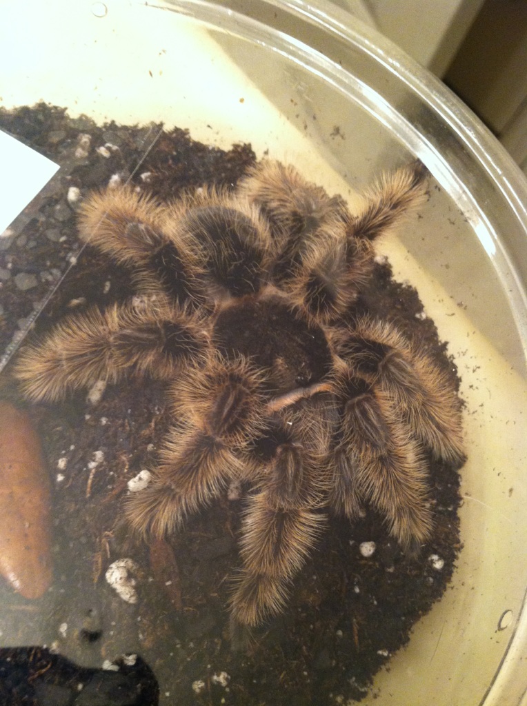 Brachypelma albooilosum Nicaragua 2015