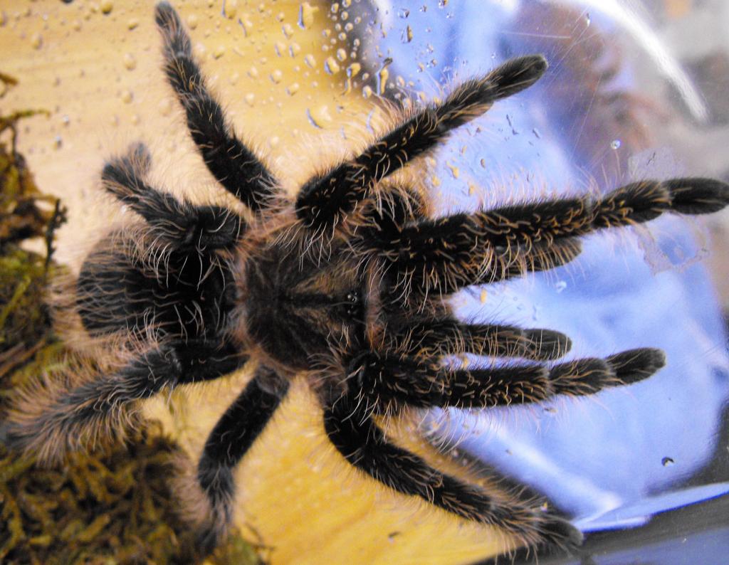 Brachypelma albopilosa F