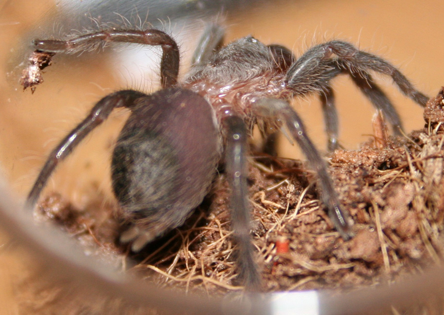 Brachypelma albopilosum 0.0.1