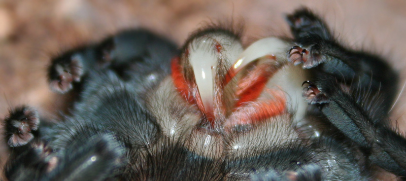 Brachypelma albopilosum 0.1