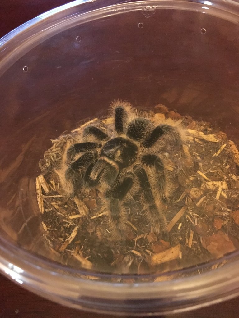 Brachypelma albopilosum [2/2]