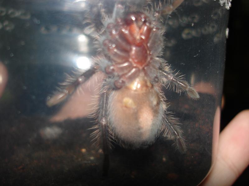 Brachypelma albopilosum 4-5cm